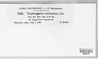 Triphragmium echinatum image